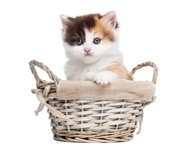 Highland straight kitten in a wicker basket isolated on white