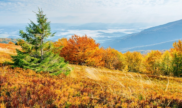 Скромная растительность высокогорья летом и необычайно красивыми красками цветет осенью