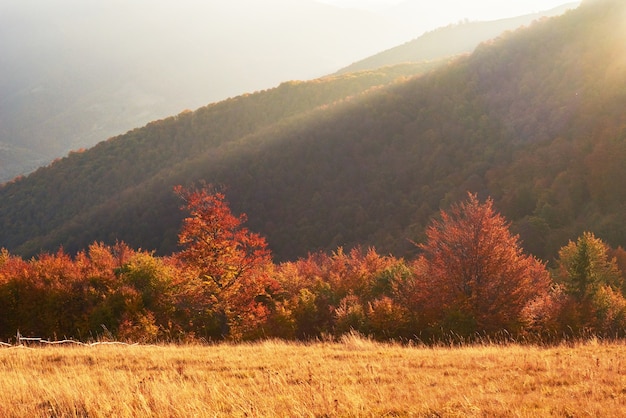 Photo highland vegetation modest summer and unusually beautiful colors blooms in autumn