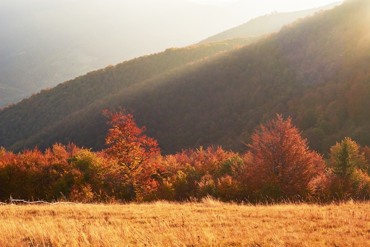 Photo highland vegetation modest summer and unusually beautiful colors blooms in autumn