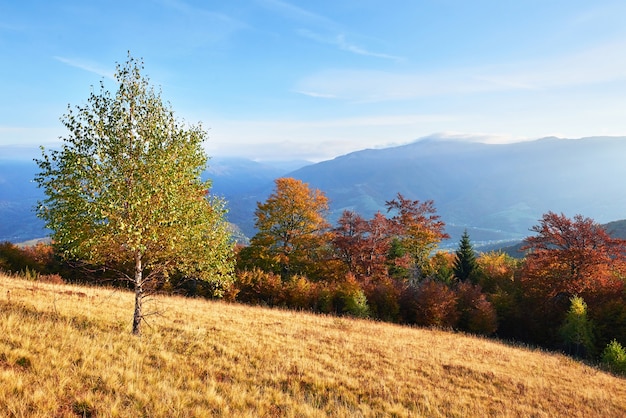 La vegetazione degli altipiani è modesta in estate e fiorisce in colori insolitamente belli in autunno