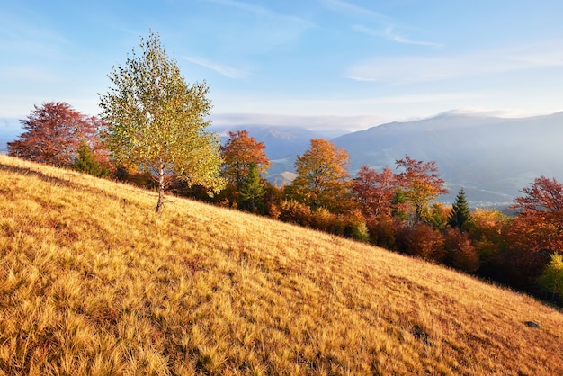 Photo highland vegetation modest summer and unusually beautiful colors blooms in autumn