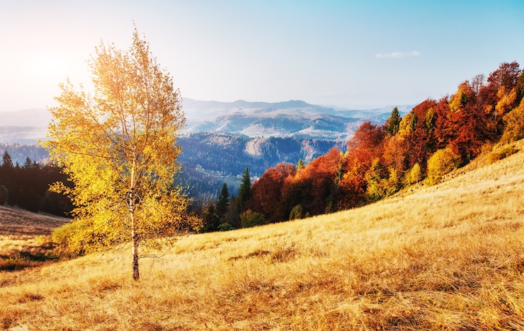 Photo highland vegetation modest summer and unusually beautiful colors blooms in autumn
