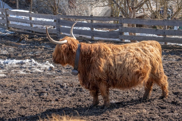 Highlander scotland hairy cow