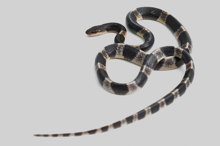 흰색 배경에 고립 된 매우 유독 한 Malayan krait 또는 파란색 krait Bungarus candidus