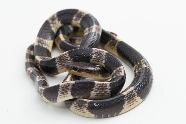 Highly venomous Malayan krait or blue krait Bungarus candidus isolated on white background