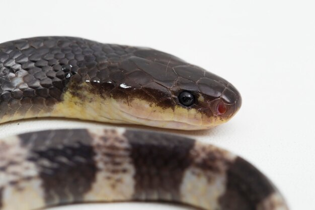 Highly venomous Malayan krait or blue krait Bungarus candidus isolated on white background