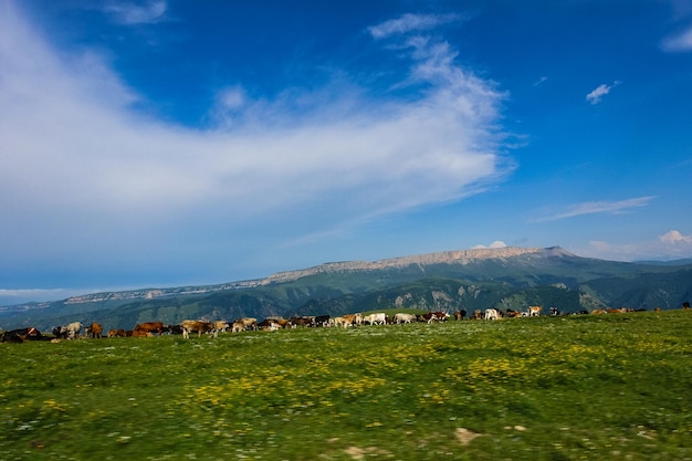 JilySu Caucasus KabardinoBalkaria Russia 지역으로 가는 높은 산길