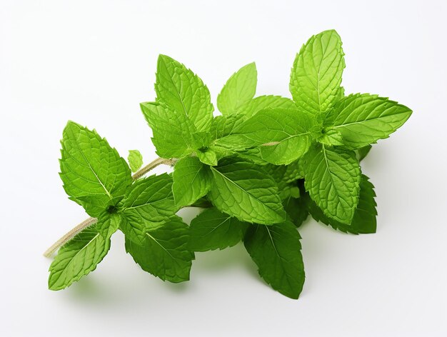 HighQuality Mint Plant on White Background