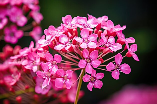 Photo highquality photo of blooming red valerian flower