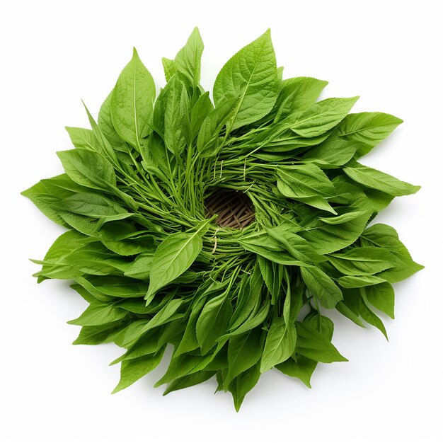 HighResolution Green Jute Leaves on White Background