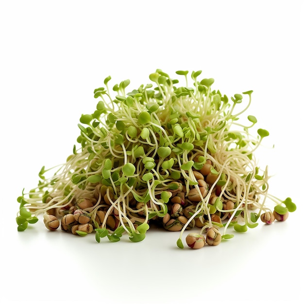 HighResolution Photo of Sprouted Lentils on White Background