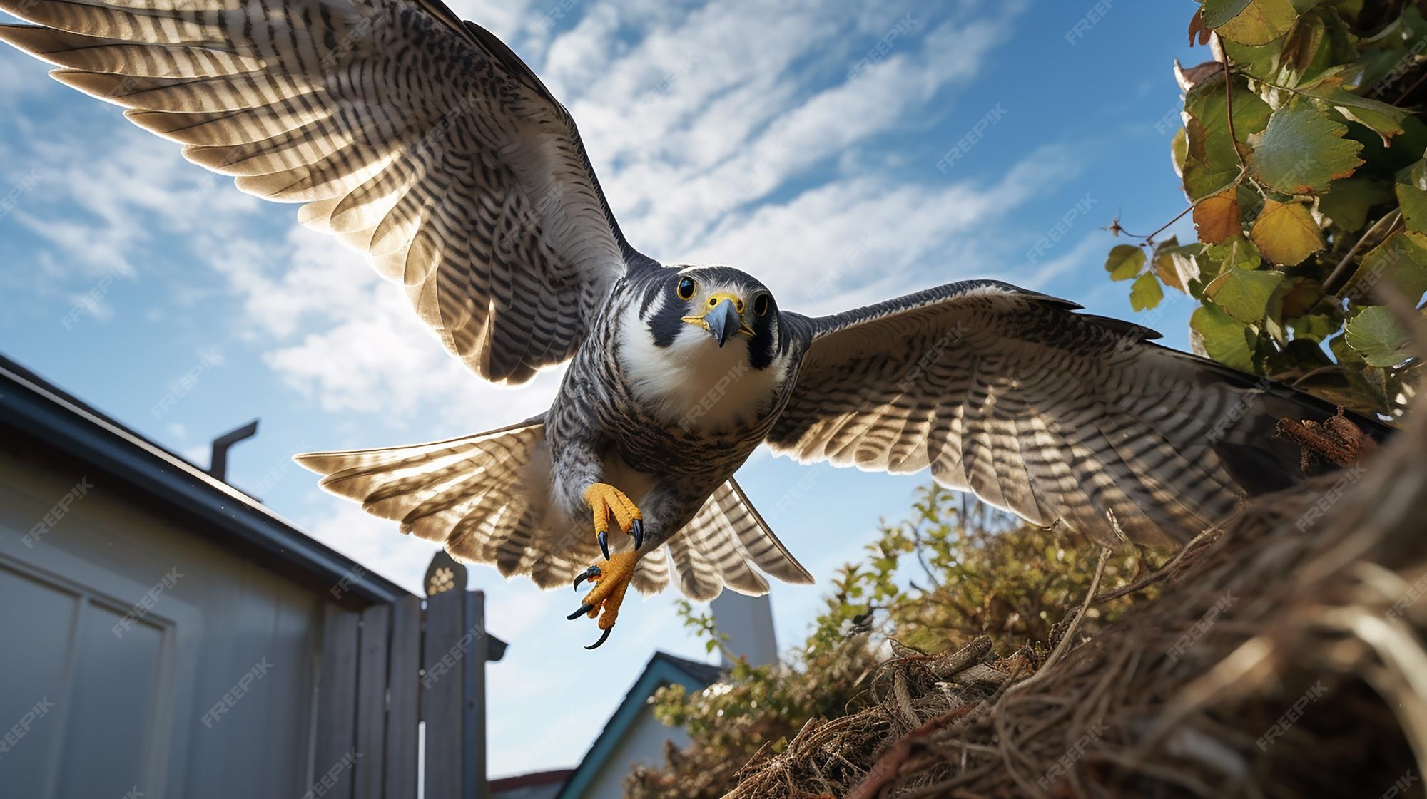 Premium AI Image | HighSpeed Capture Peregrine Falcon in Stoop 