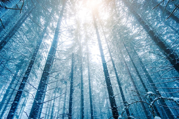 Hight fir trees under covered with snow