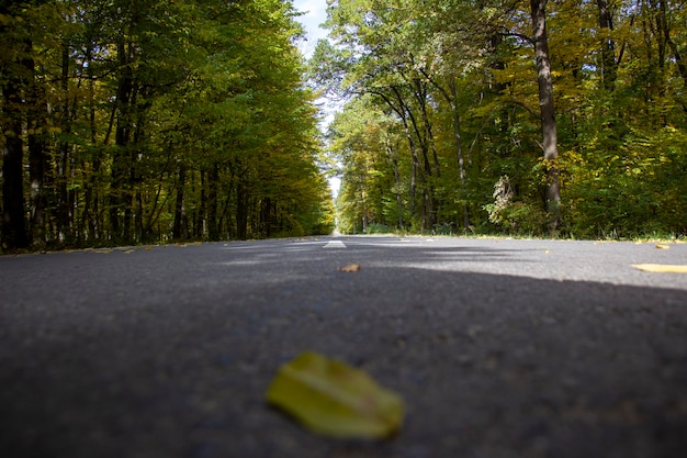 Highway through the forest with trees