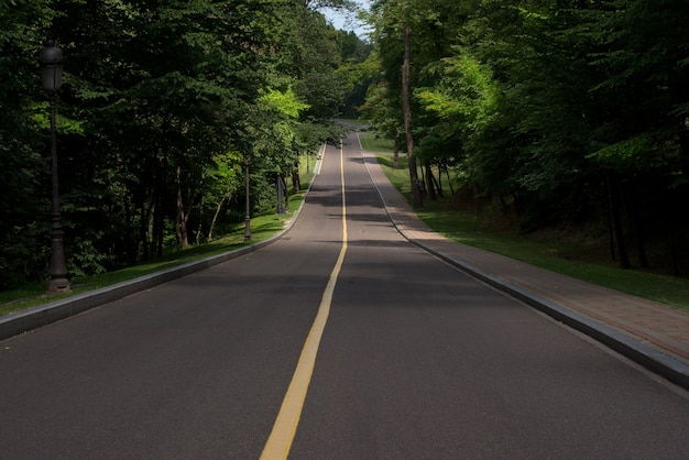 夏の森を通る高速道路。上向きの道路脇の緑の木々。