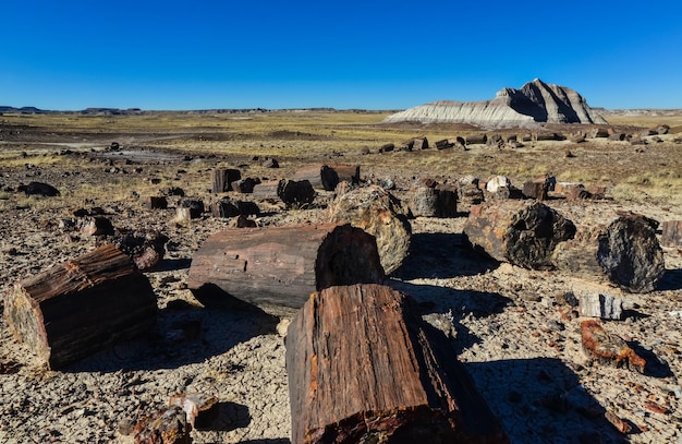 Hij stammen van versteende bomen veelkleurige kristallen van mineralen Petrified Forest National Park Arizona