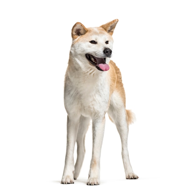 Hijgende geïsoleerde Akita Inu-hond