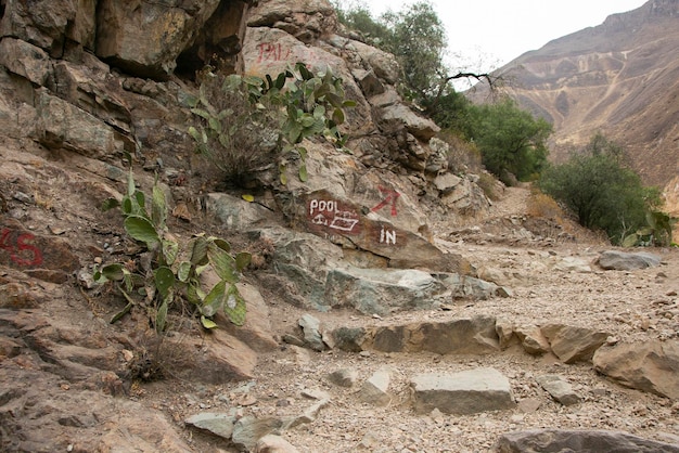Hike through the Colca Canyon following the route from Cabanaconde to the Oasis