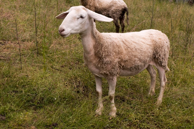 Hike in the weserbergland past freshly sheared sheep