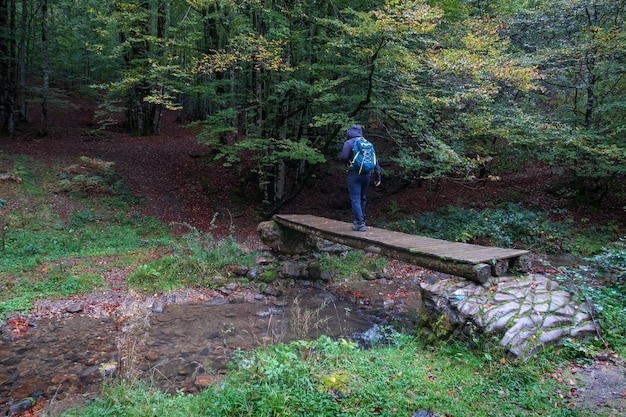 A hiker crosses a walkway between beech forest in the Irati jungle Navarra Spain
