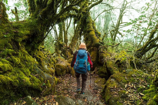 Hiker in Himalayan jungles, Nepal, Kanchenjunga region