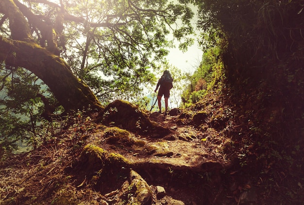 Hiker in Himalayan jungles, Nepal, Kanchenjunga region