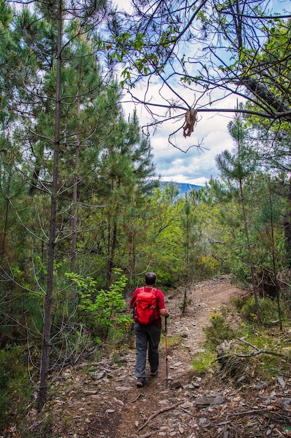 Hiker In Red Walking In A Green Forest