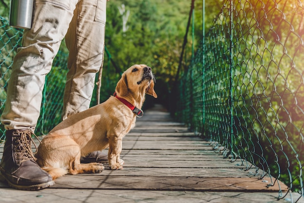 Hiker with dog on the wooden suspension bridge