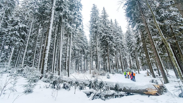 Hikers in snowcovered pine forest in winter