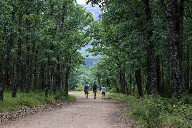 Escursionisti che camminano attraverso una strada circondata da alberi in una foresta durante il giorno Foto Premium