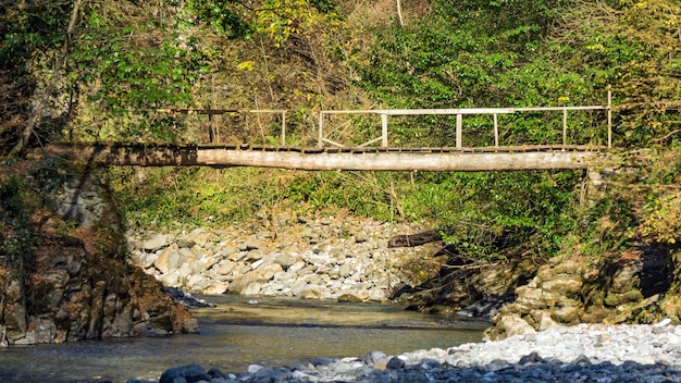 Hiking. Bridge in the boxwood grove of Sochi, Russia.