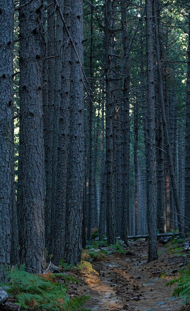 Hiking in the deep local forest