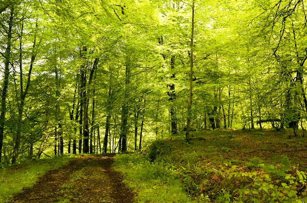 Hiking forest track under the forest dome, beech forest of Cea, Asturias.