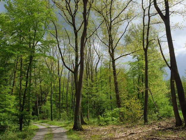 Foto un'escursione nella foresta