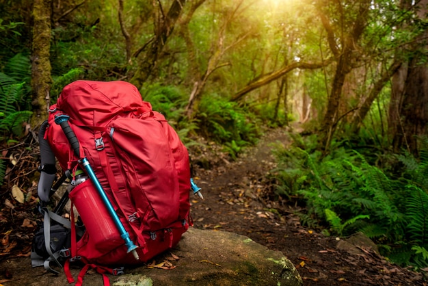 Hiking gear set in jungle of Tasmania, Australia.