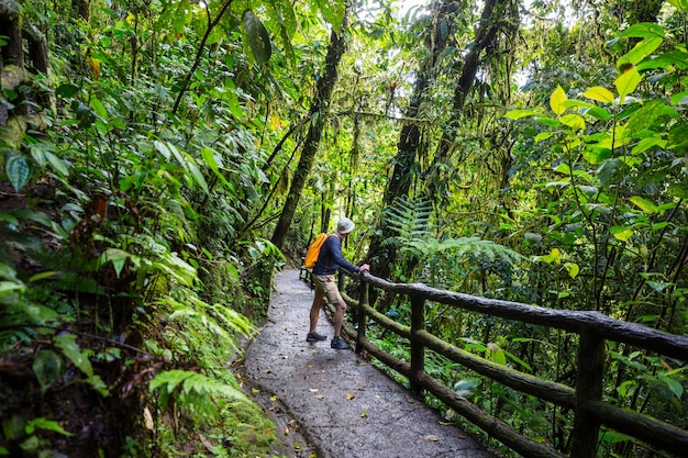 Photo hiking in green tropical jungle, costa rica, central america