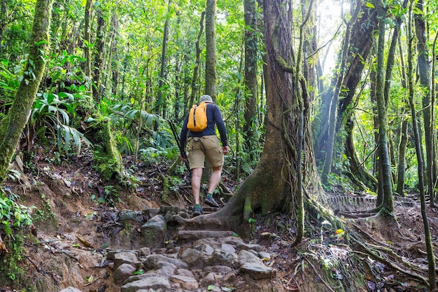 Hiking in green tropical jungle, Costa Rica, Central America