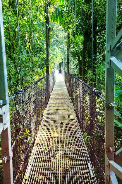 Hiking in green tropical jungle, Costa Rica, Central America