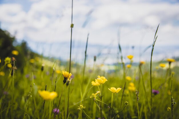 Hiking holiday concept Cute fresh flowers in spring colorful summer wildflowers meadow