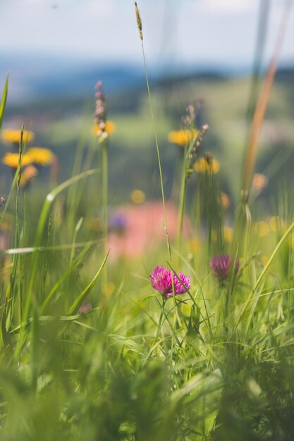 Hiking holiday concept Cute fresh flowers in spring colorful summer wildflowers meadow