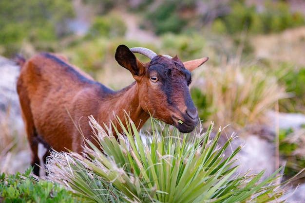 Hiking holidays Mallorca Spain Beautiful picture with landscape of Serra de Tramuntana mountains