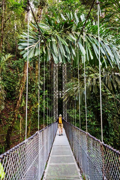 緑の熱帯のジャングル、コスタリカ、中央アメリカでのハイキング