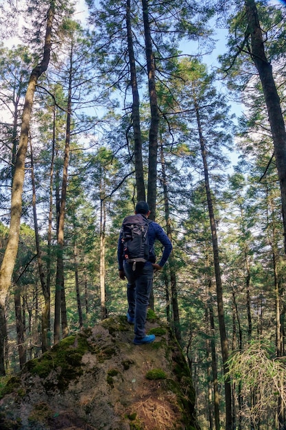 A hiking man walk down a path through a forest on a sunny day