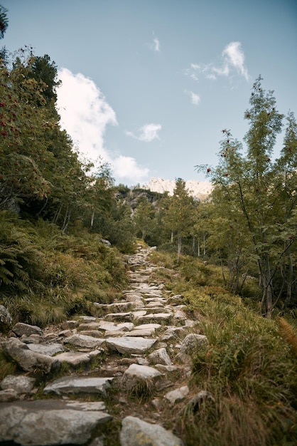 Hiking in the mountains beautiful stone pathway on a hiking\
track wild mountain forest with stones and fern plants sun rays\
falling on the trail