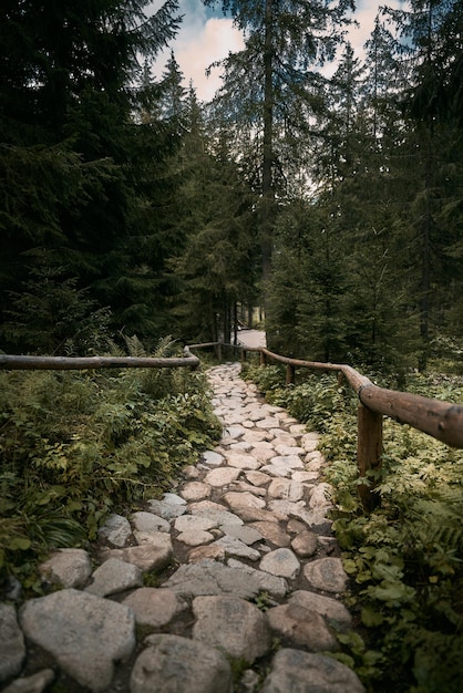 Hiking in the mountains beautiful stone pathway on a hiking\
track wild mountain forest with stones and fern plants sun rays\
falling on the trail