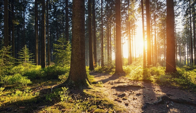 Sentiero escursionistico nella foresta al tramonto