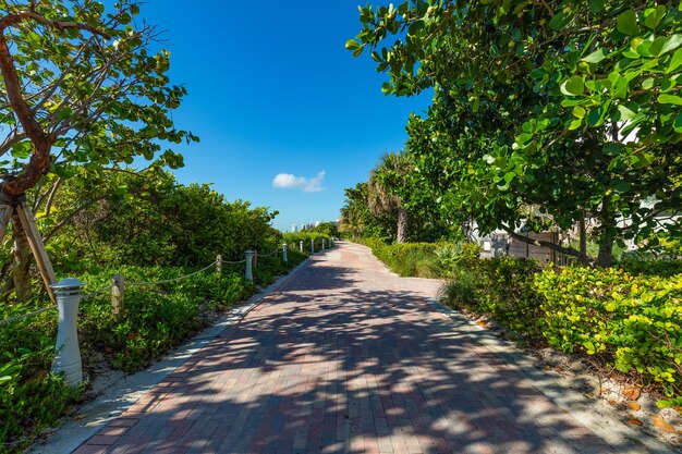 Hiking path located in florida usa with cesped and vegetation with natural and calm sensat for walks