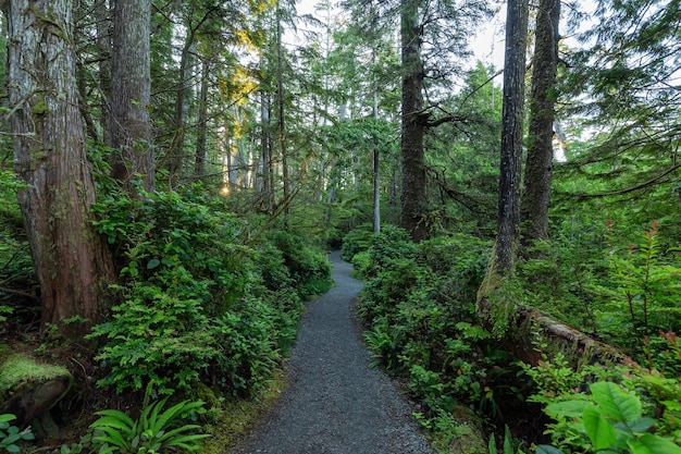 Hiking path surrounded by lush green trees and bushes in the morning