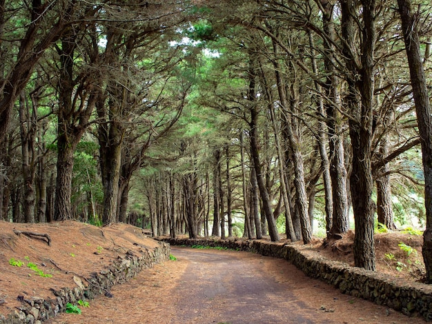 Photo hiking path through pine forest